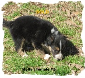 Tricolor female Border Collie pup at 5 weeks